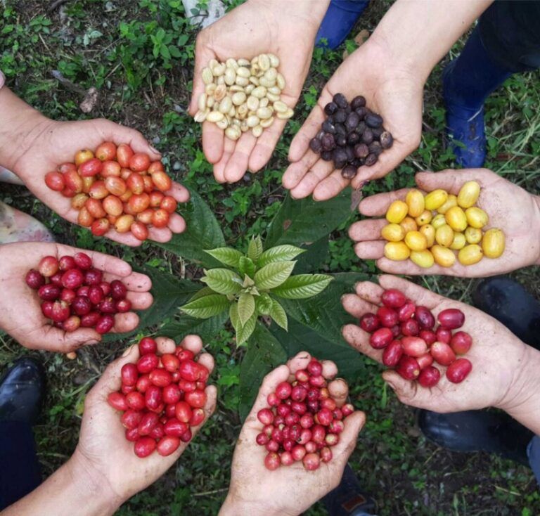El Café en el Mundo: Un Homenaje a la Pasión, la Tradición y la Transformación en el Día Internacional del Café