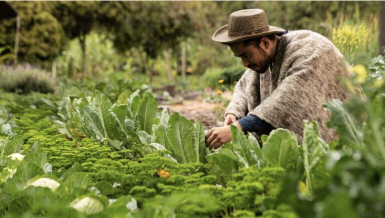Un Nuevo Amanecer para la Agricultura Local: Ley 2046 podría impulsar a Pequeños Productores en Colombia