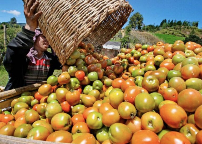 Inclusión y Desarrollo: Mesa Técnica Nacional busca ayudar a los Campesinos por medio de Contrataciones Públicas