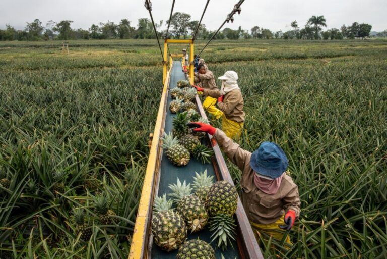 Estrategias para Mitigar los Efectos del Fenómeno del Niño en la Agricultura Colombiana