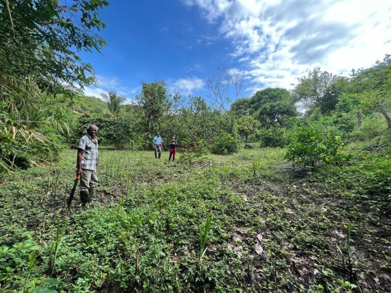 Restauran los bosques de Cauca y Nariño en la Región del Alto Patía en pro de un ‘futuro sostenible’