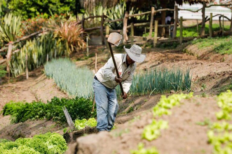 Reducción de 4,7 puntos porcentuales de pobreza monetaria en las zonas rurales de Colombia.