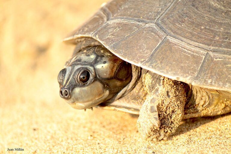 Día Nacional de la Vida Silvestre: un llamado a la conservación del patrimonio natural.