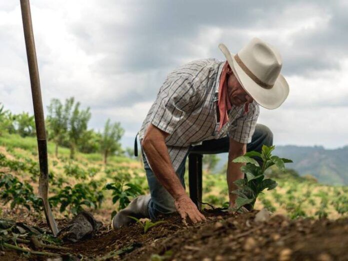 El agro es uno de los motores más importantes de la economía colombiana. Foto: Gifty