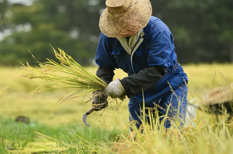 Las importaciones del sector agropecuario, aumentaron en valor un 0,5%, y en volumen un 22%.