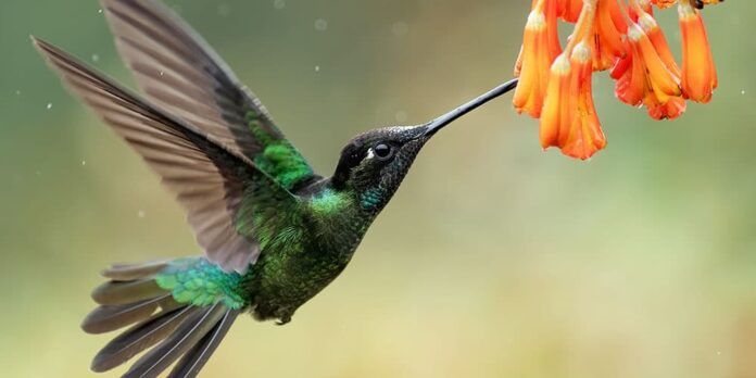 Foto: CEMAS - Biodiversidad COP16