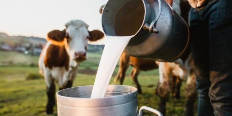 Debido al paro camionero campesinos en Boyacá, Cundinamarca y Medellín regalan leche ante bloqueos.