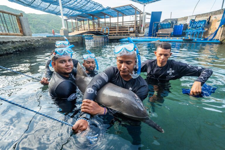 Centro de rescate de fauna marina libera tres delfines tras recuperación exitosa.