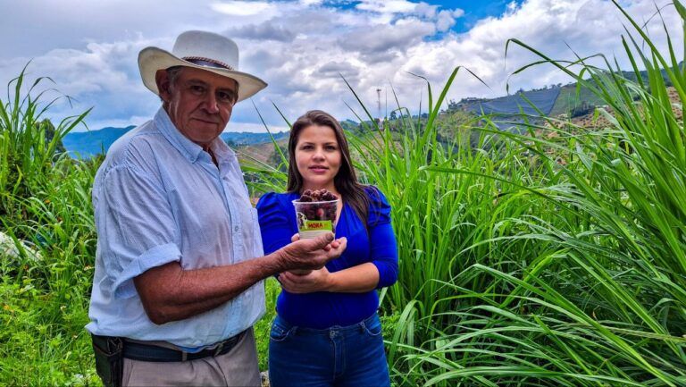 En La Ceja, 56 familias campesinas venden mora en las grandes superficies.