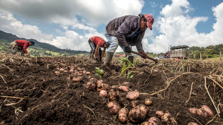 Se invertirán más de $54.130 millones en subsidios para quienes protejan sus cultivos mediante seguros agropecuarios.