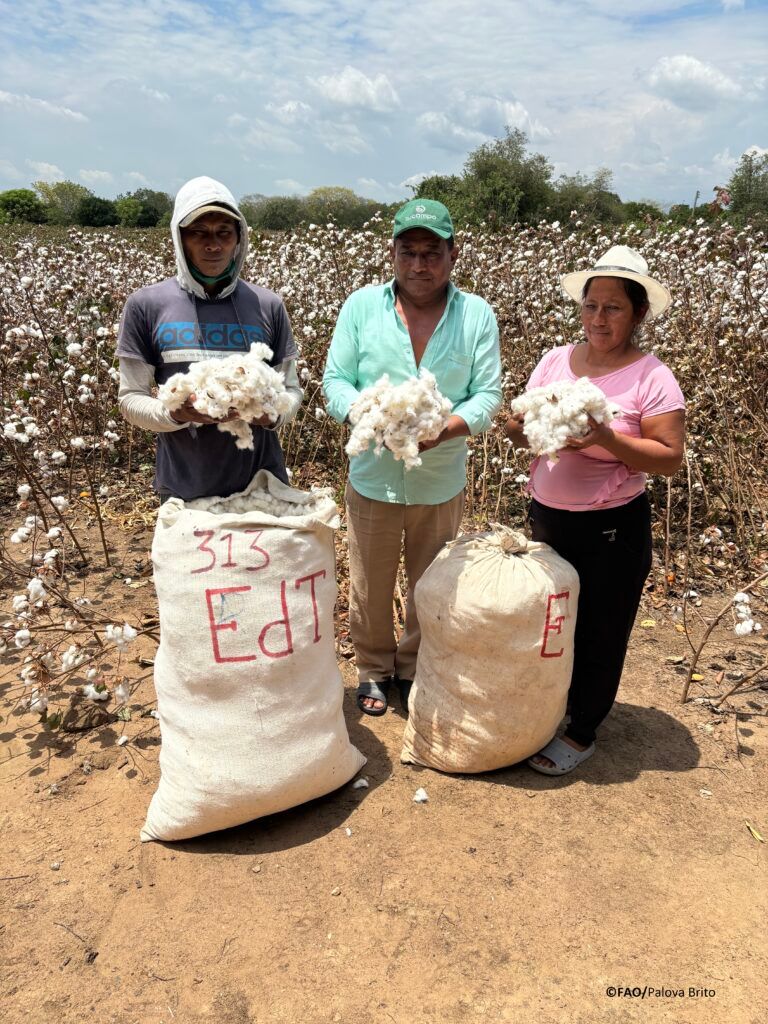 El rescate del ‘oro blanco’: agricultores indígenas de Colombia recuperan el cultivo de algodón.