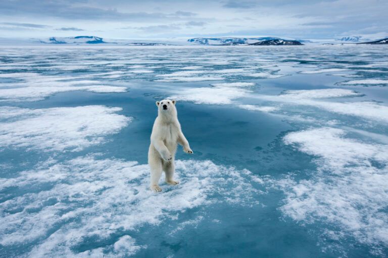 Meta 8 del Marco Kunming-Montreal: Medidas para proteger la biodiversidad frente al cambio climático.