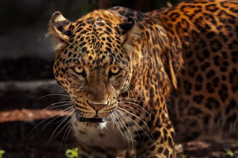 COP16: Tráfico de fauna silvestre en Colombia, una amenaza a la biodiversidad.