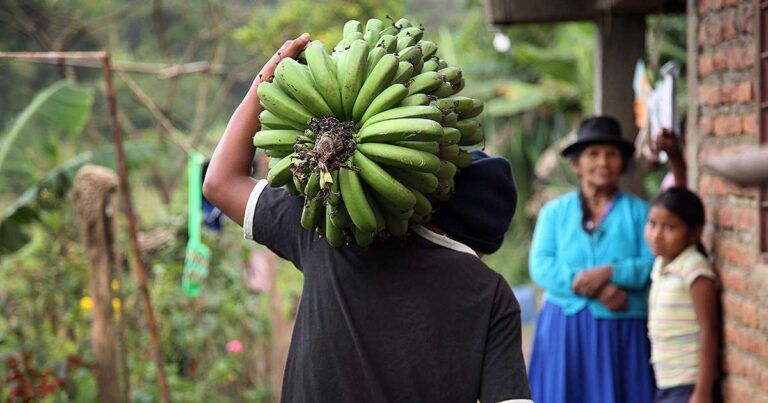 El futuro rural en riesgo: 1,2 millones de jóvenes abandonarían la agricultura, según Cepal.