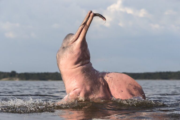 El caimán llanero y el delfín rosado entre las 317 especies amenazadas en el Meta.