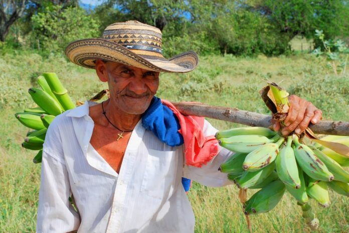 El sector agropecuario, una de las actividades económicas que más empleo generó en septiembre en el país. Foto: Las Chivas Llano