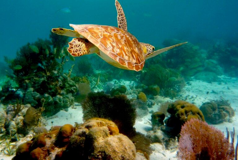 Luego de ocho años, se aprueba la protección de áreas marinas clave para la biodiversidad en la COP16.