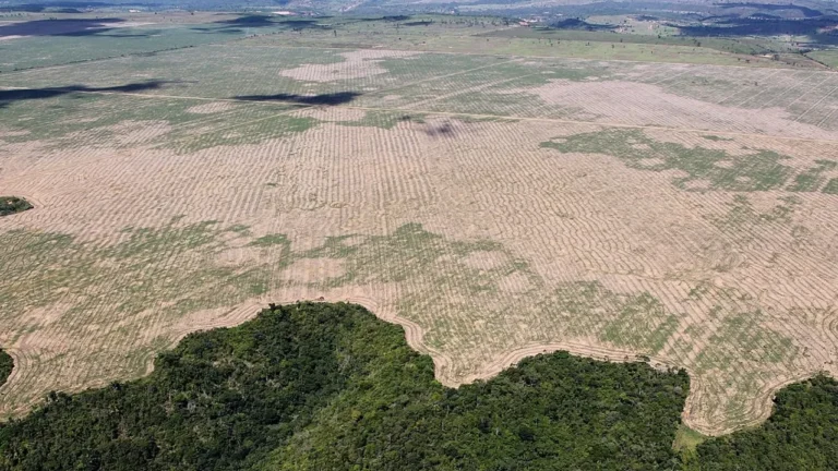 Colombia retrocede en conservación: pérdida de bosques primarios aumentó 48,5 % en un año
