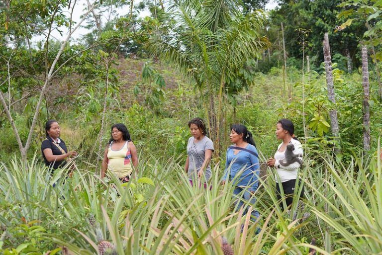 La chagra: sabiduría viva que alimenta cuerpo y espíritu en la Amazonía