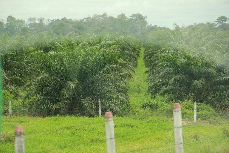 La equidad de género, un nuevo pilar de la palmicultura colombiana