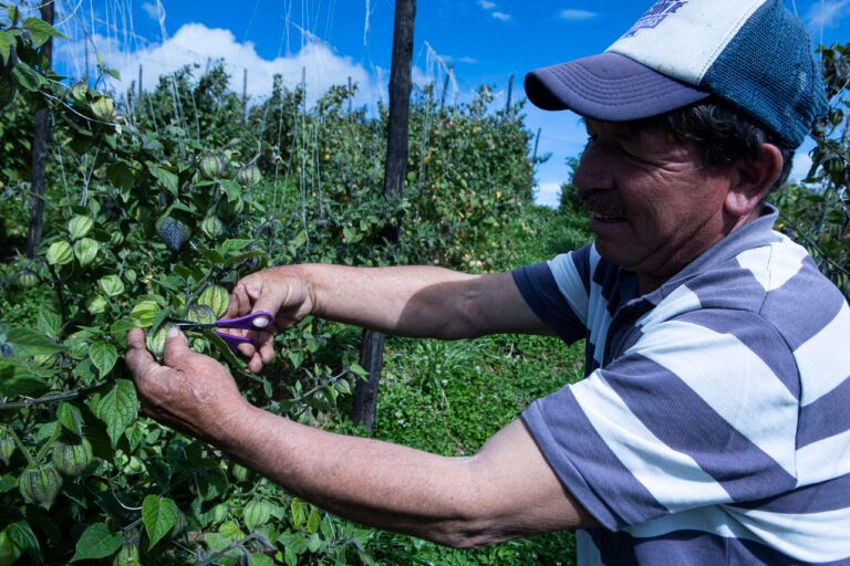 Dichos y refranes campesinos: sabiduría pura para cuidar el suelo