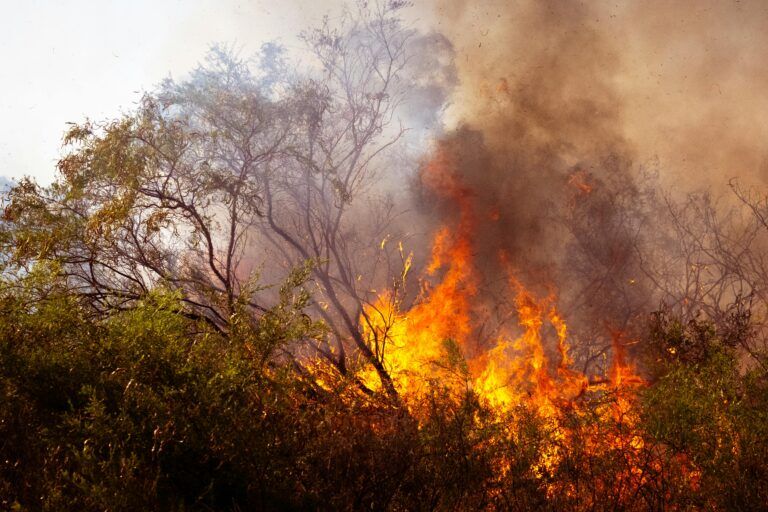 Prevenir el fuego, cuidar la vida: comunidades y Estado frente a los incendios forestales