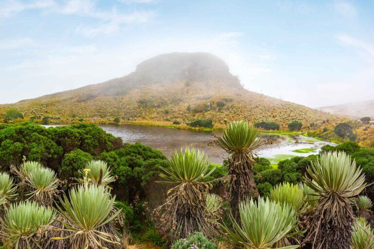 Día del medio ambiente: biodiversidad, cambio climático y el reto de conservar