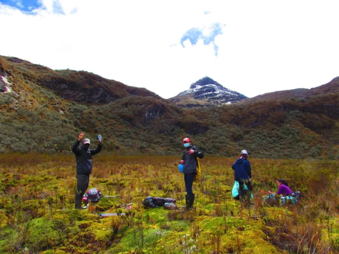 La imagen muestra a un grupo de investigadores en plena labor de campo dentro de una turbera de alta montaña, posiblemente ubicada en un páramo colombiano. Su propósito es documentar el trabajo científico que se realiza en estos ecosistemas estratégicos para: Estudiar la composición y profundidad de la turba, clave para entender su capacidad de almacenamiento de carbono. Recolectar datos sobre biodiversidad y calidad del agua, fundamentales para la conservación del ecosistema. Monitorear los efectos del cambio climático en zonas sensibles como los páramos. Identificar estrategias de restauración ecológica, como el rehumedecimiento de áreas degradadas.